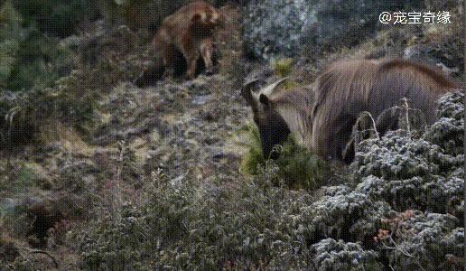 香獐的拼音图片