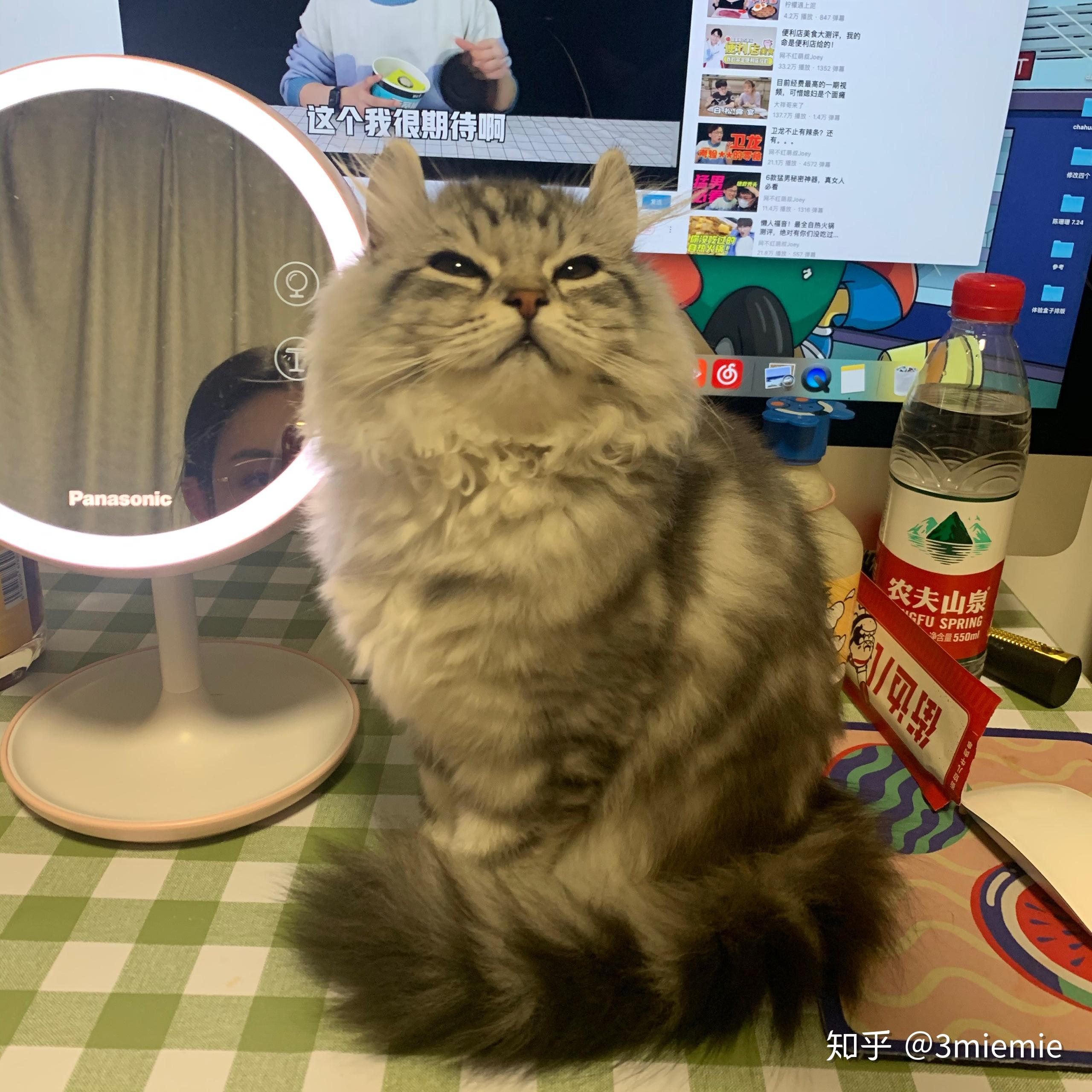 美短返祖长毛猫有人买吗?