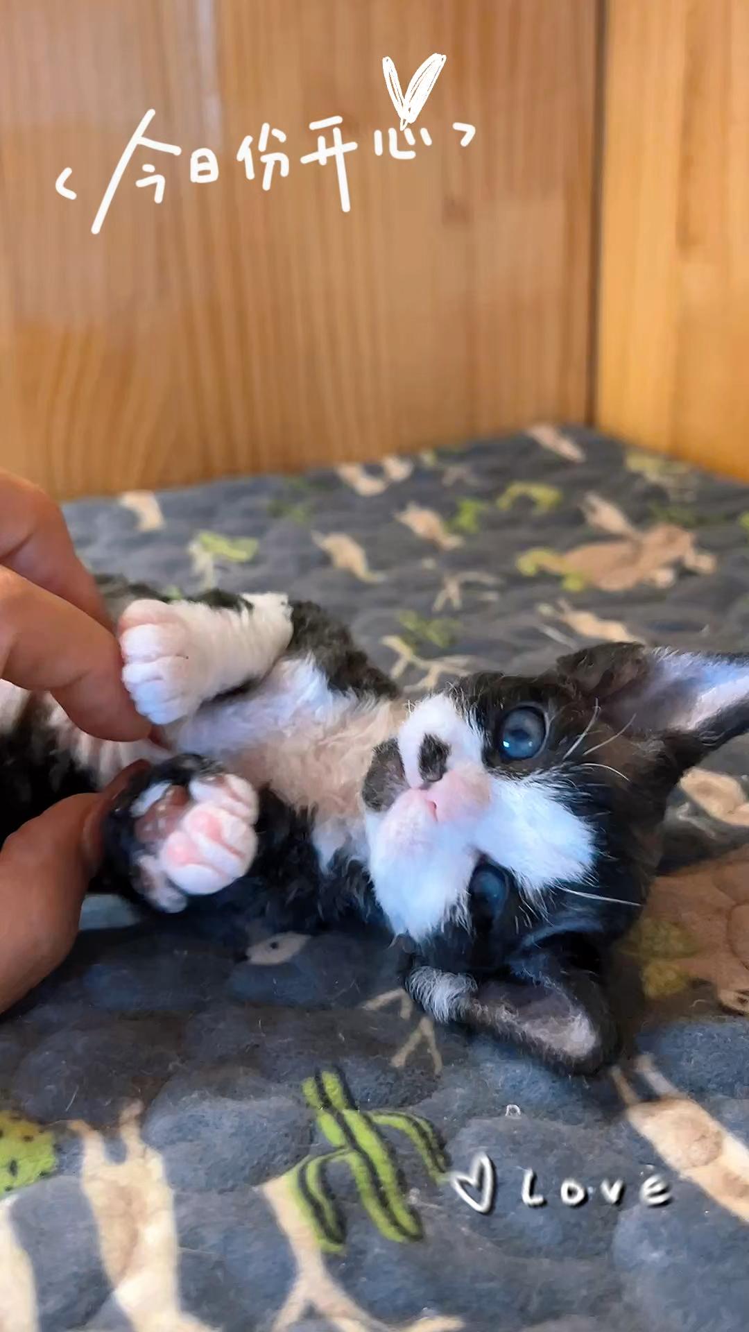 真的有人可以拒绝猫猫幼仔吗? - 知乎