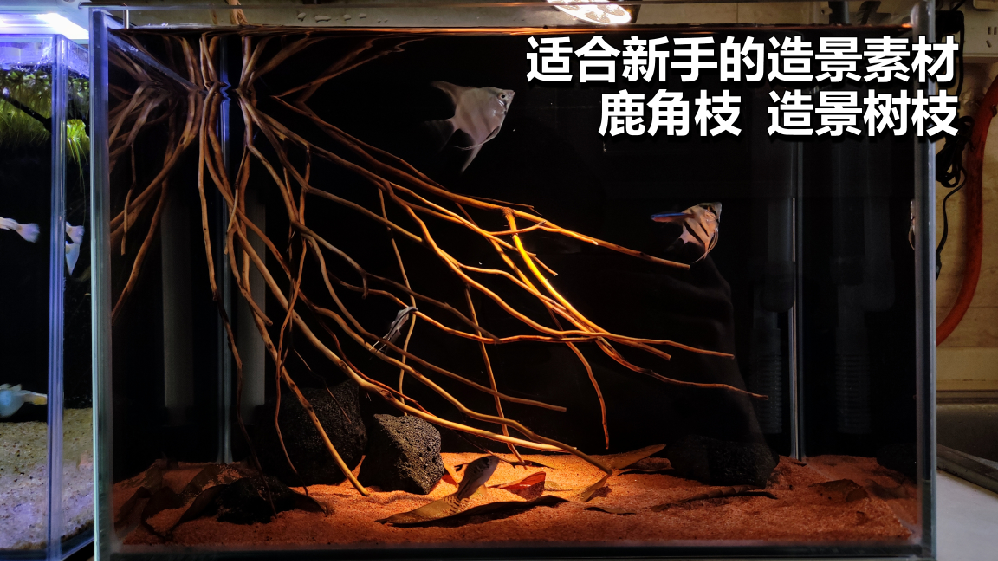 鱼缸造景里的鹿角枝是什么品种的枝条?