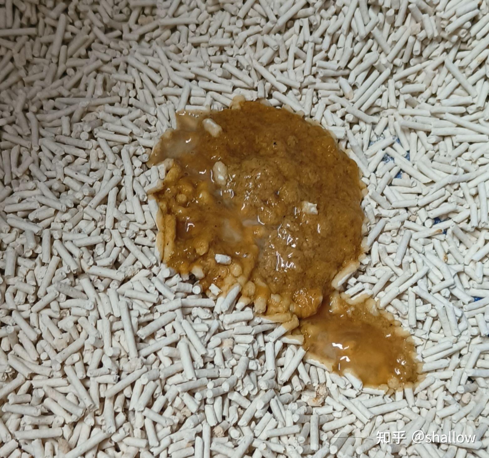 猫腹泻拉稀软便呕吐怎么办
