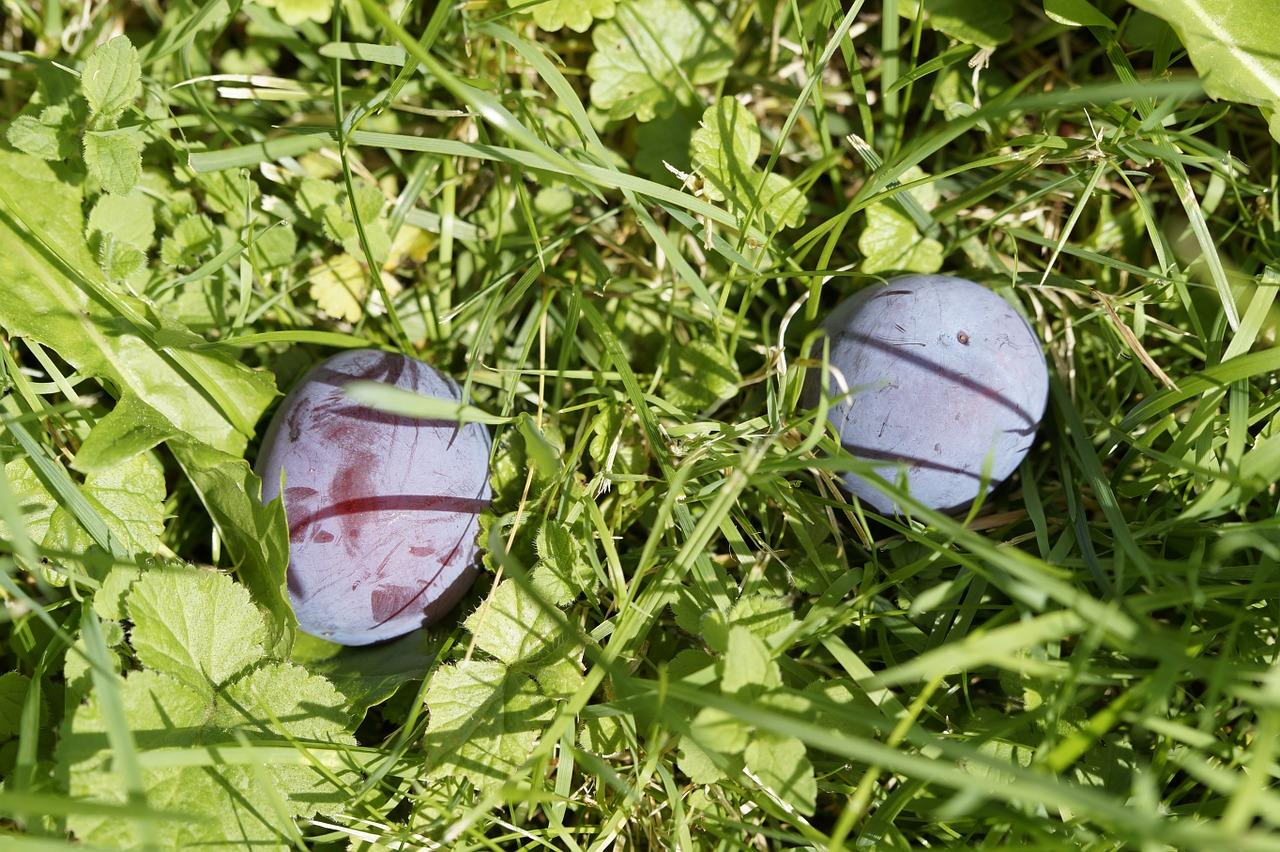 春日里的杏花雨