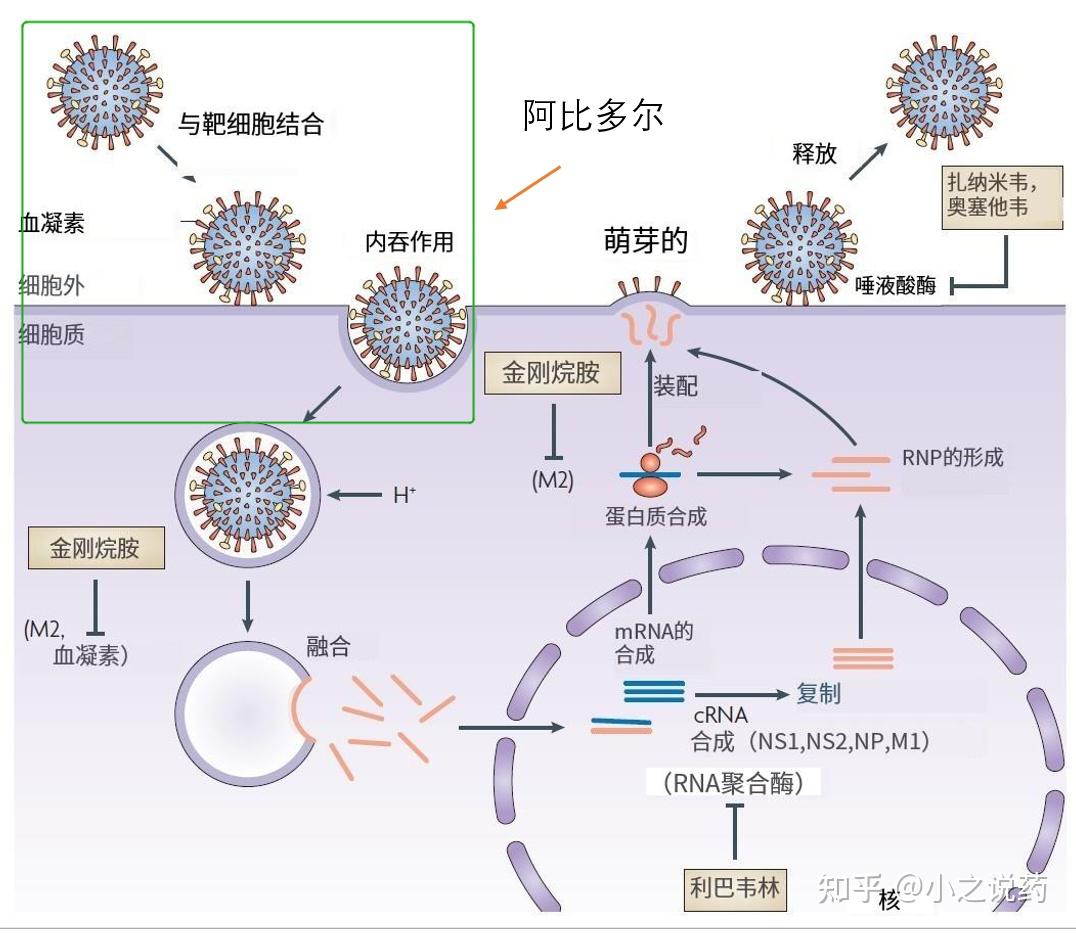 李兰娟院士团队发布重大抗病毒研究成果,阿比朵尔,达芦那韦能有效抑制