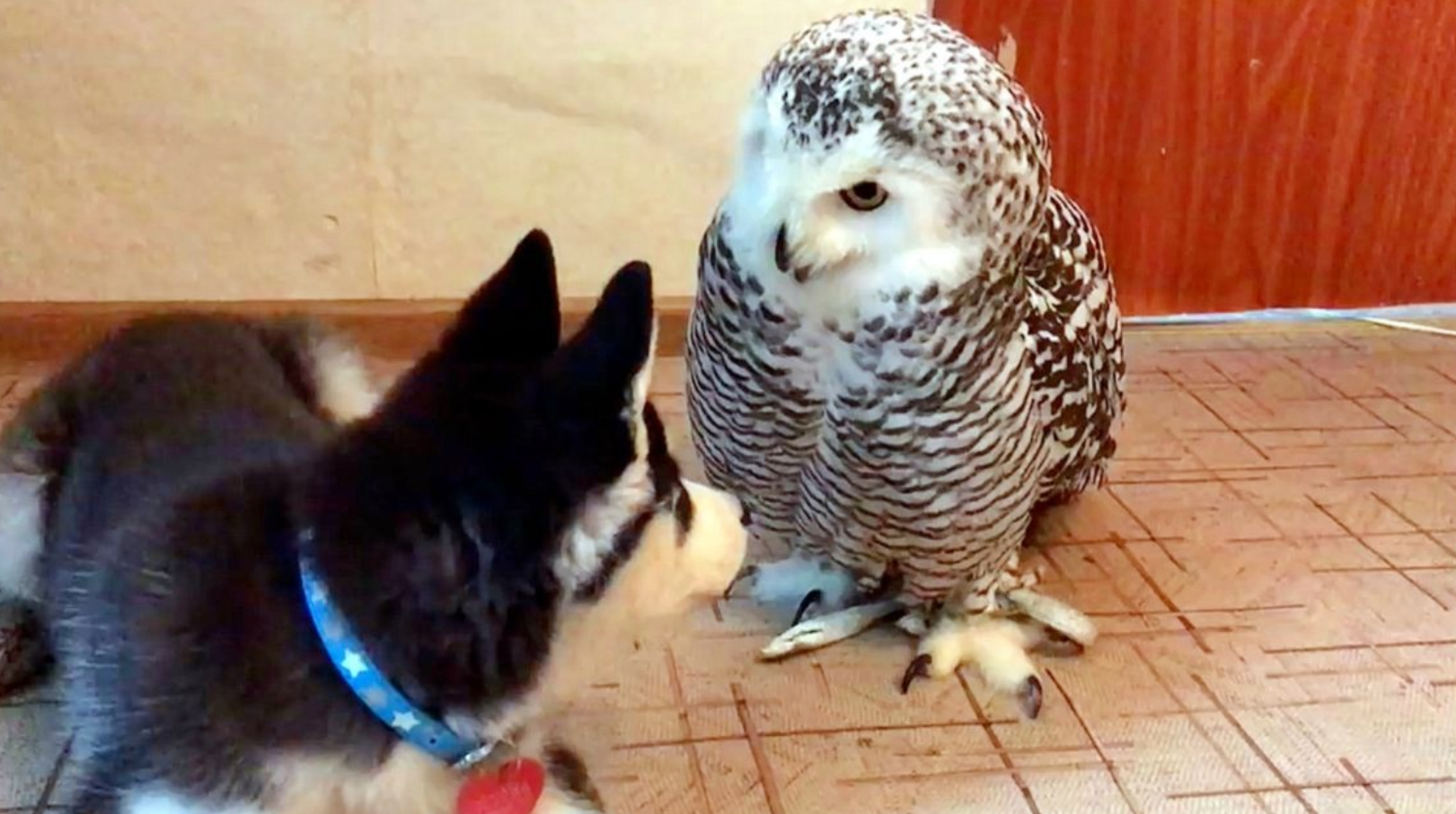 老鹰捉到一只野猪下一秒忍住别笑镜头全程记录