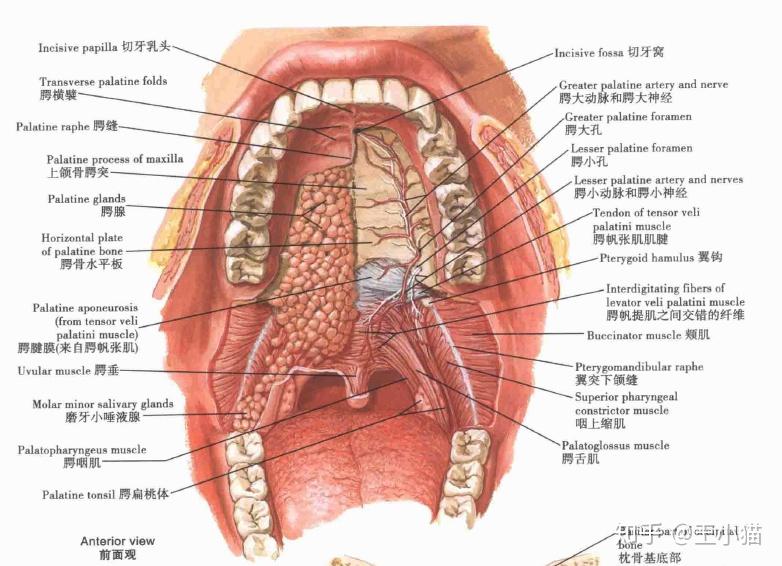 正常的舌头组织图图片