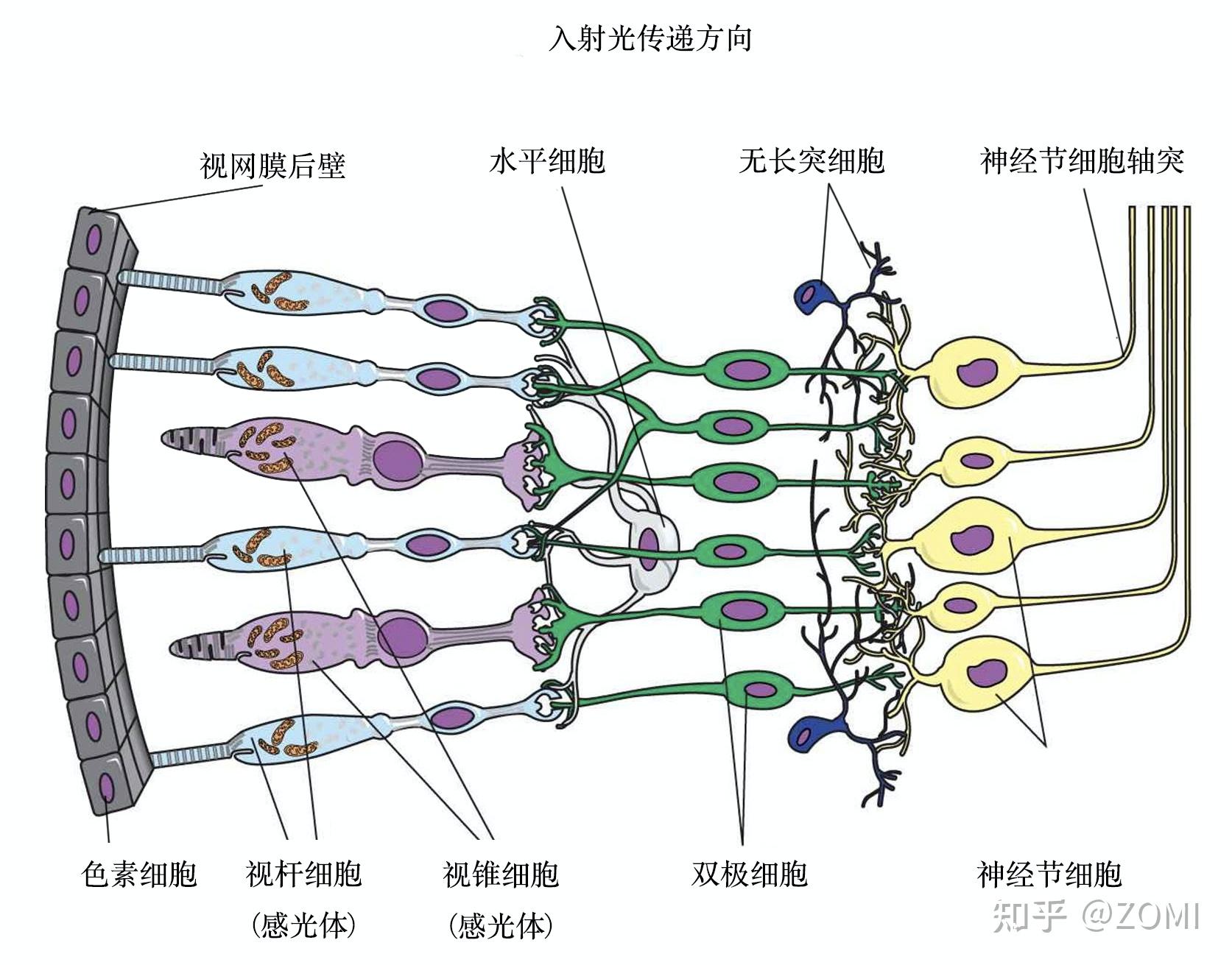 人眼视觉系统图片