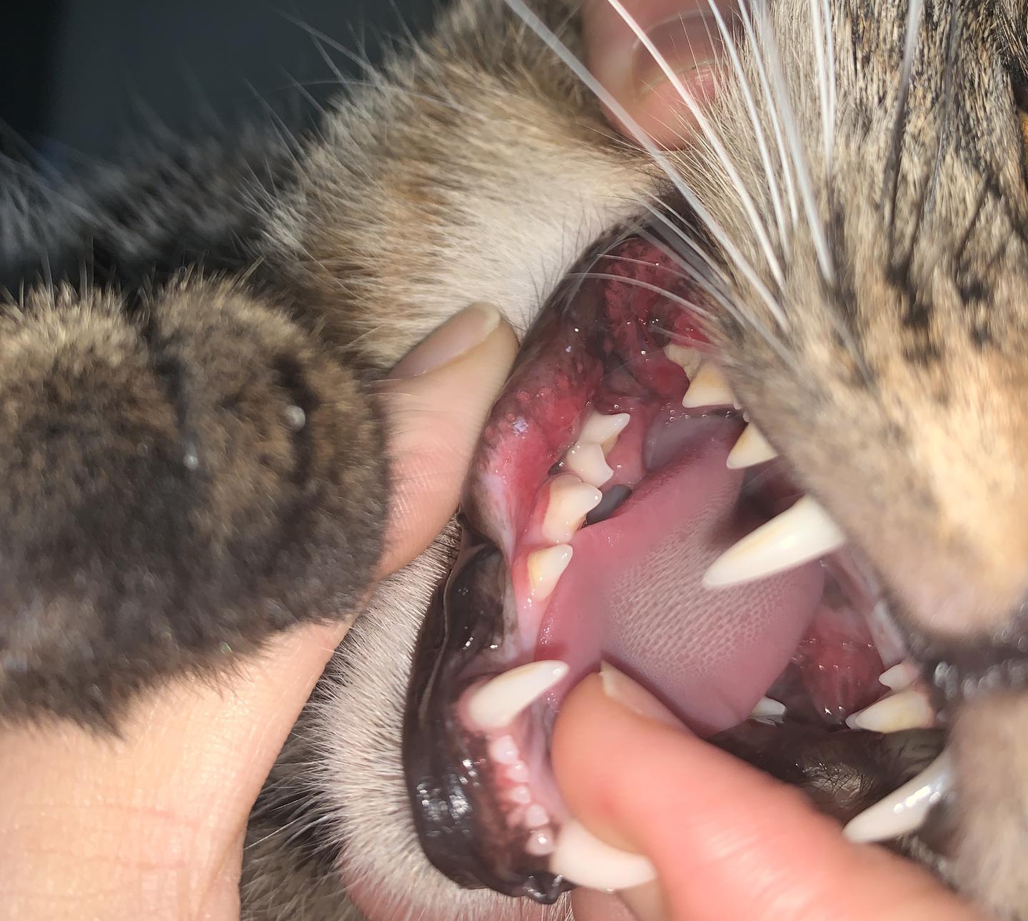 猫齿龈炎—口炎—咽炎 - 知乎