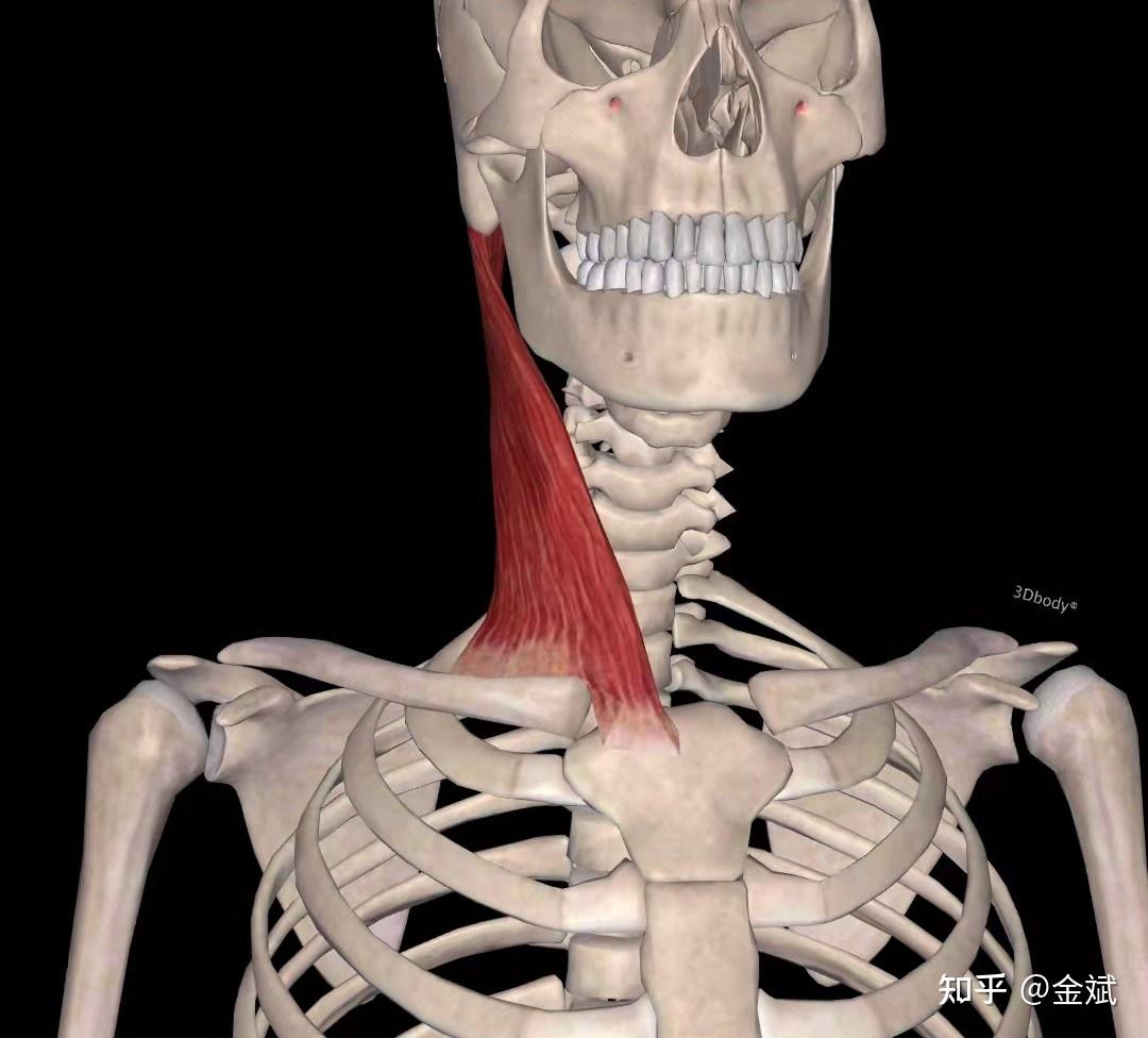 为什么脖子两侧肌肉不一样大