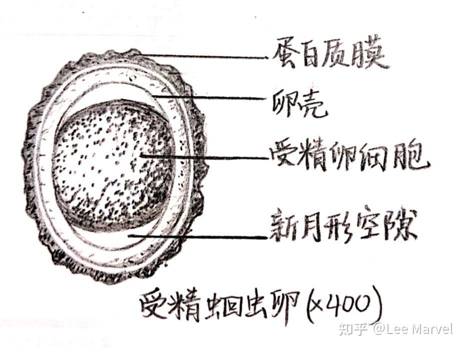 感染期蛔虫卵绘图图片