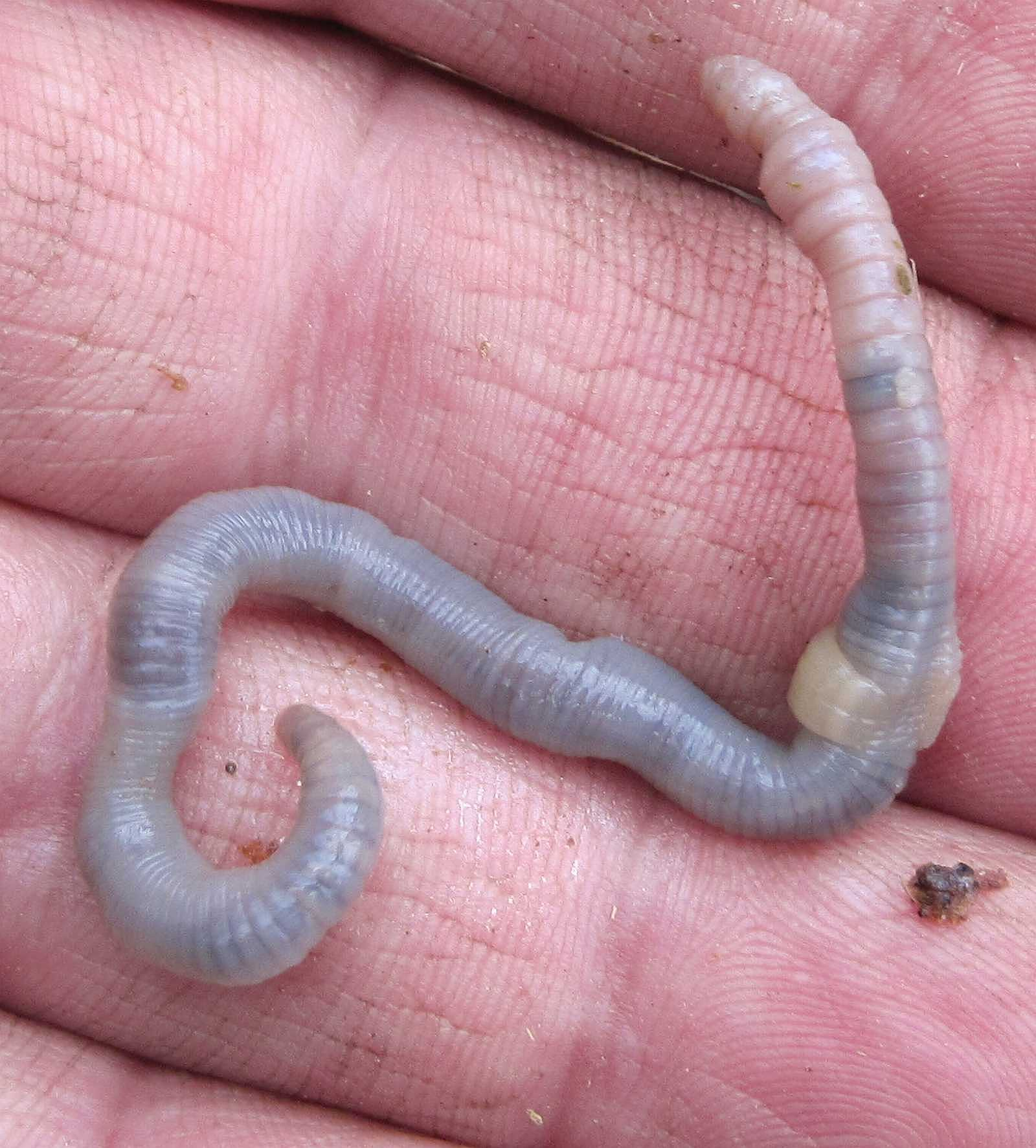 有蓝色的蚯蚓吗? - 知乎