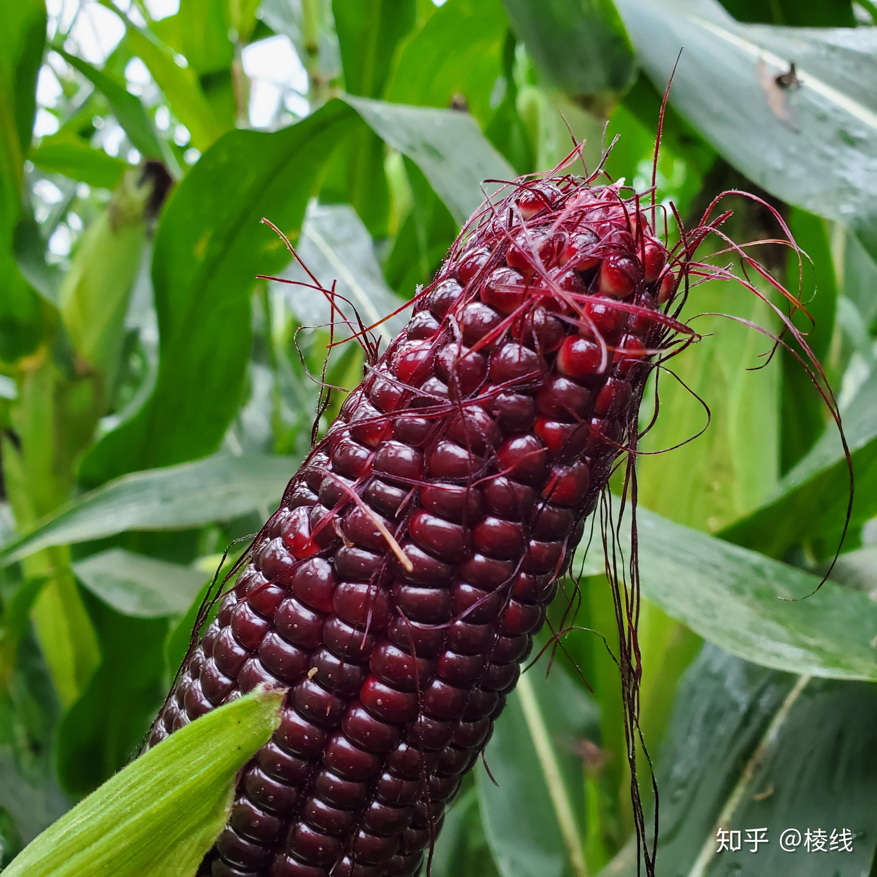 挑剔虎有机黑玉米