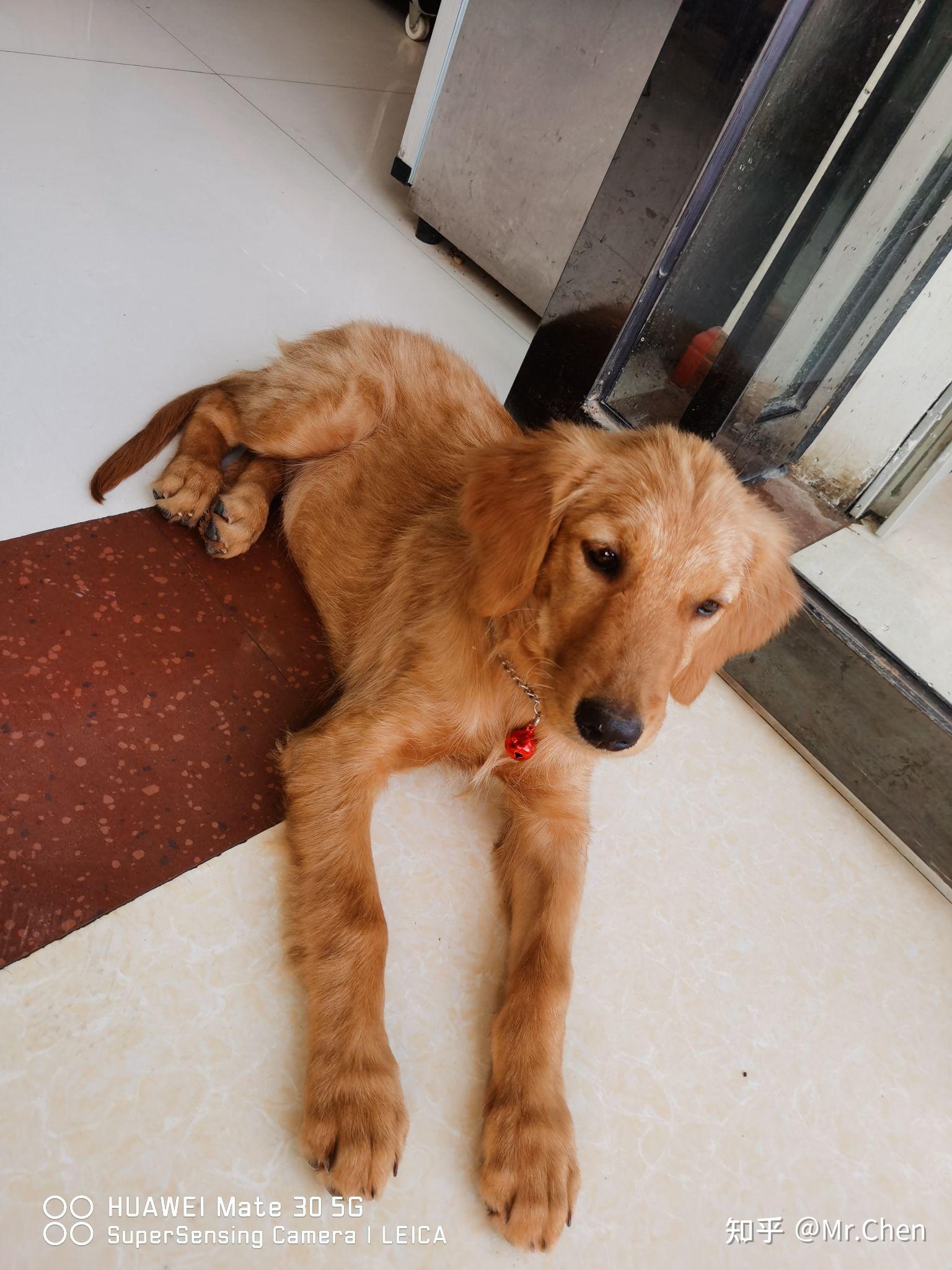 金毛四个月应该是什么样