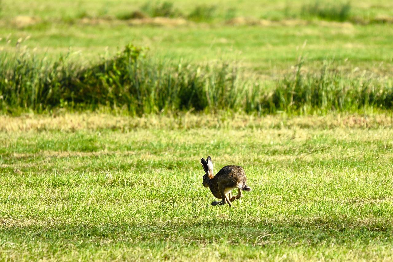 2. 野兔肉炒蒜苗