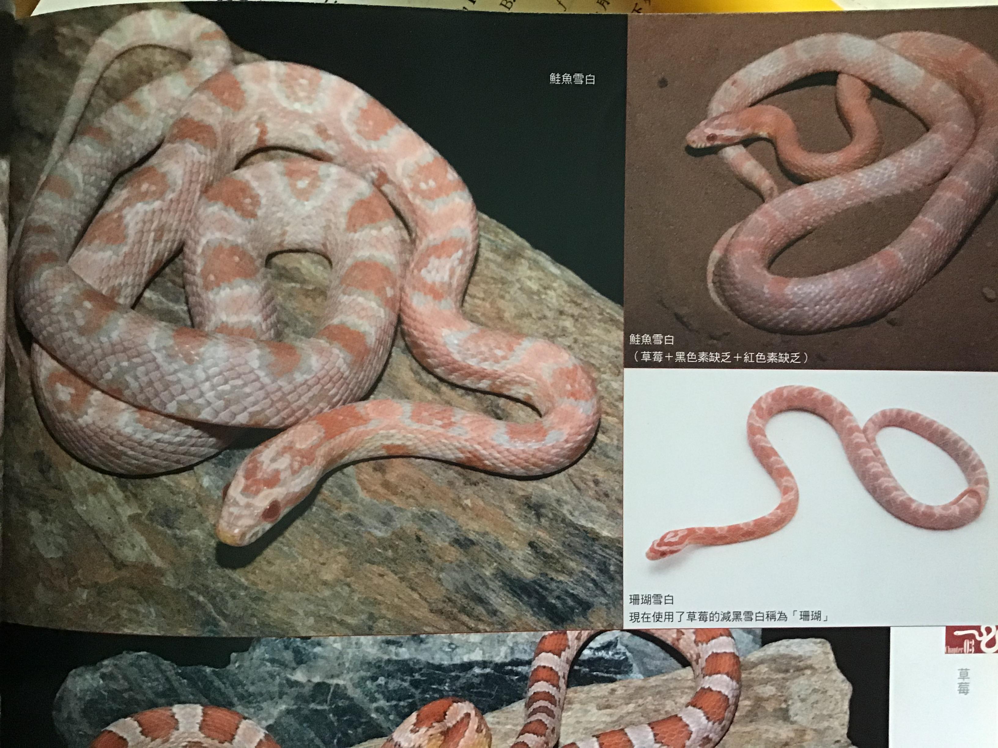 玉米蛇的品种图鉴图片