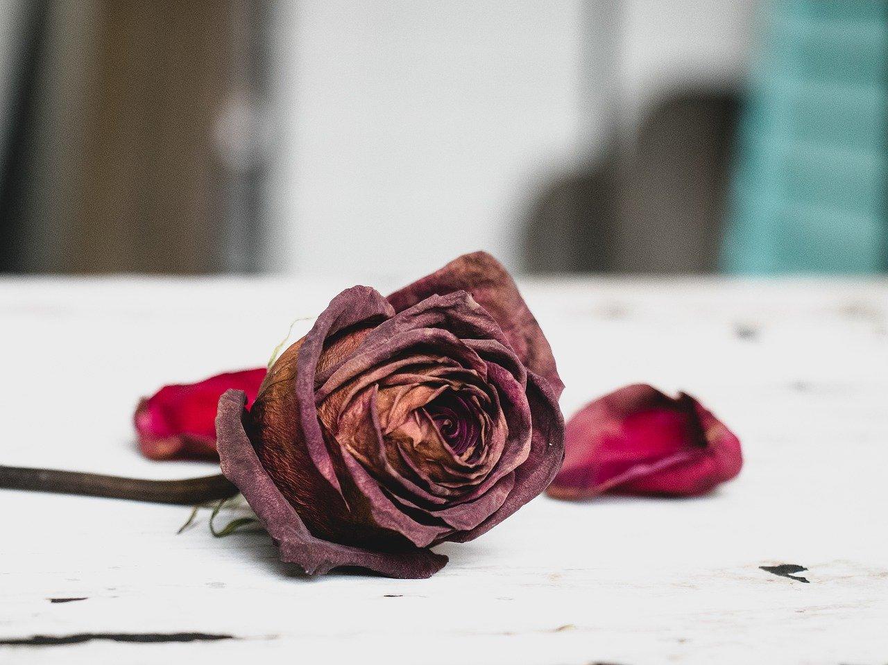 新月多少钱一盒