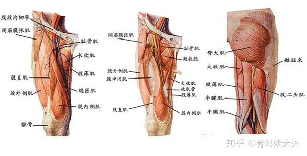 大腿根部疼多是得病了 大腿根部疼的四种原因 很多人不知道 知乎