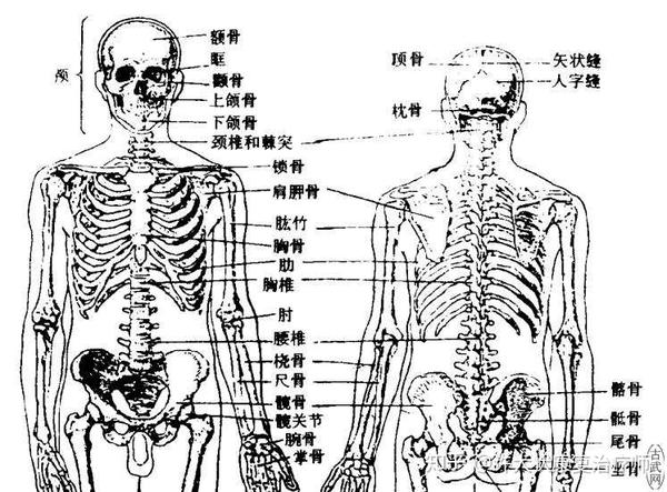 成人胸骨体内含有黄骨髓吗 胸骨体内有黄骨髓吗 成人骨髓腔内多为黄骨髓