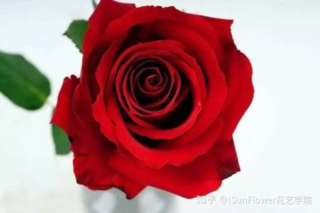 玫瑰品种知多少 65种玫瑰品种介绍 玫瑰花的种类及名字 德涵网