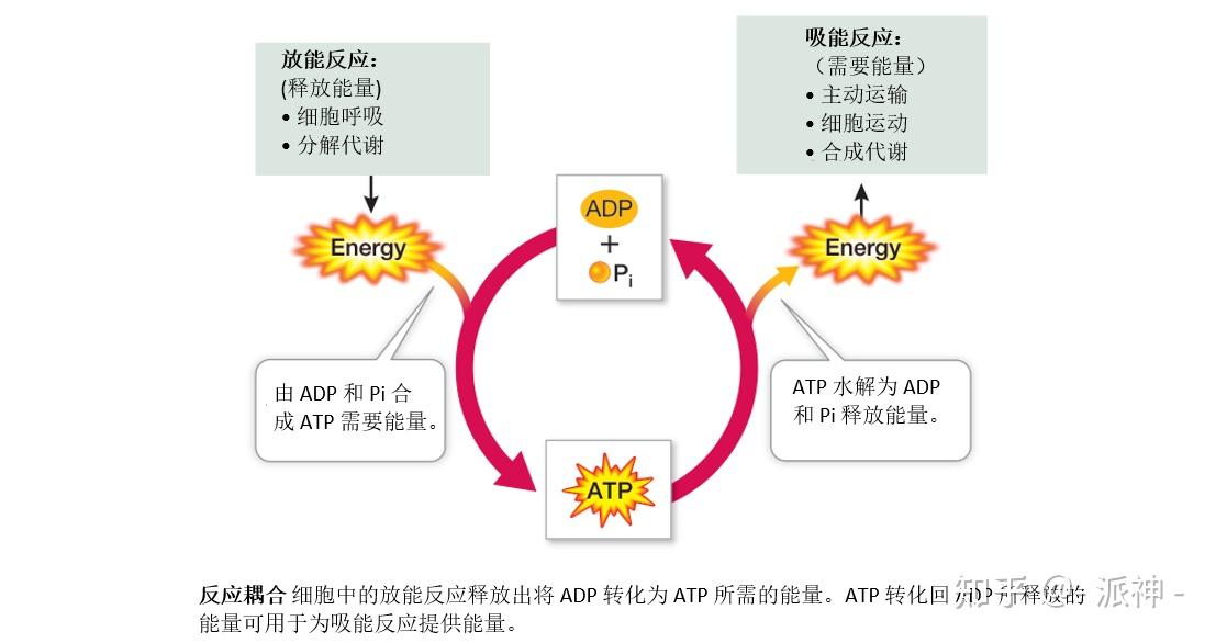 能量、酶和新陈代谢(2):ATP 在生物化学能量学中扮演关键角色 - 知乎