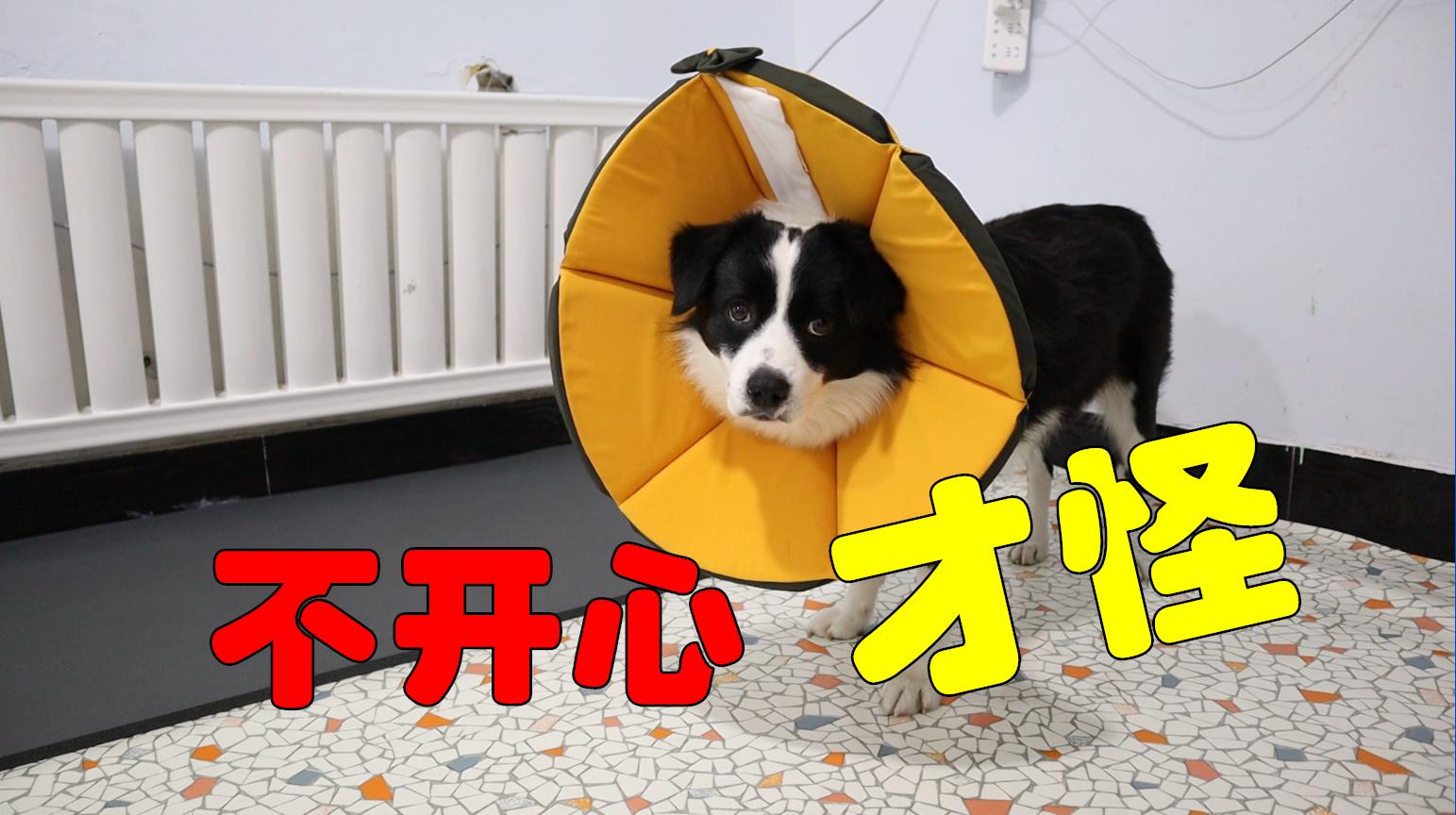 驯养篮球犬图片