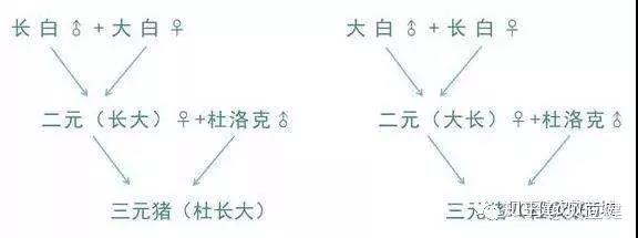 外三元留种母猪知识? - 知乎
