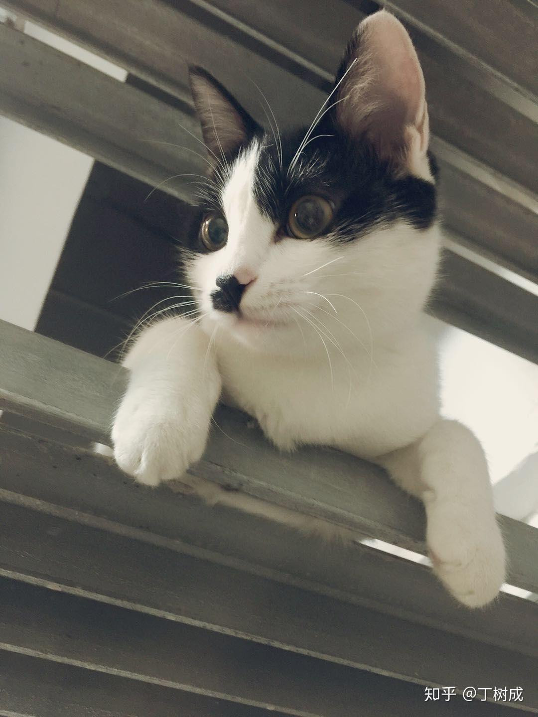 有哪些特别的猫咪让你印象特别深刻的