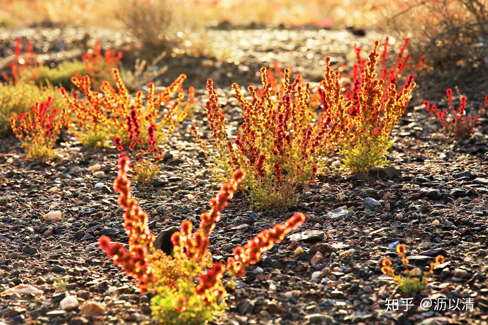 新疆戈壁滩上的植物图片