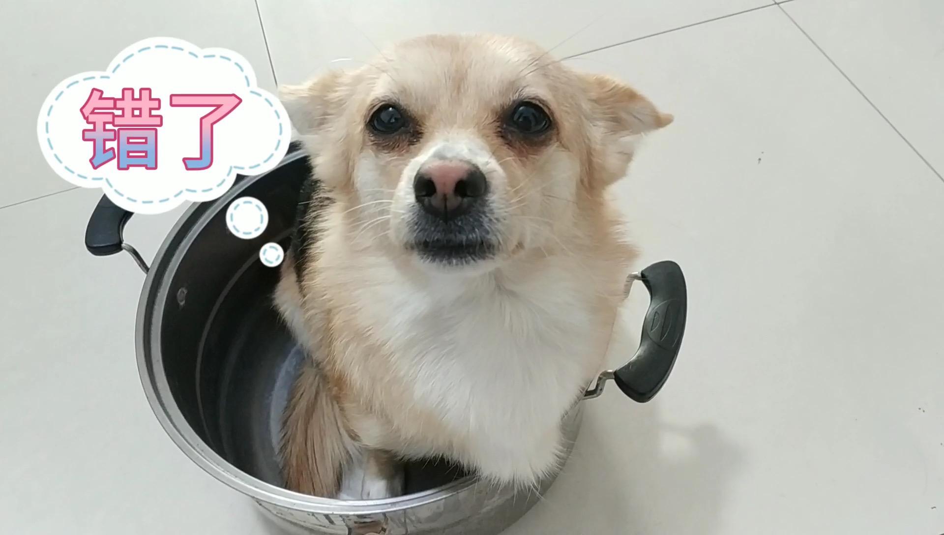 狗狗尿床被骂,满脸的无所谓,一看女子拿锅炖它,立马装哭成精了