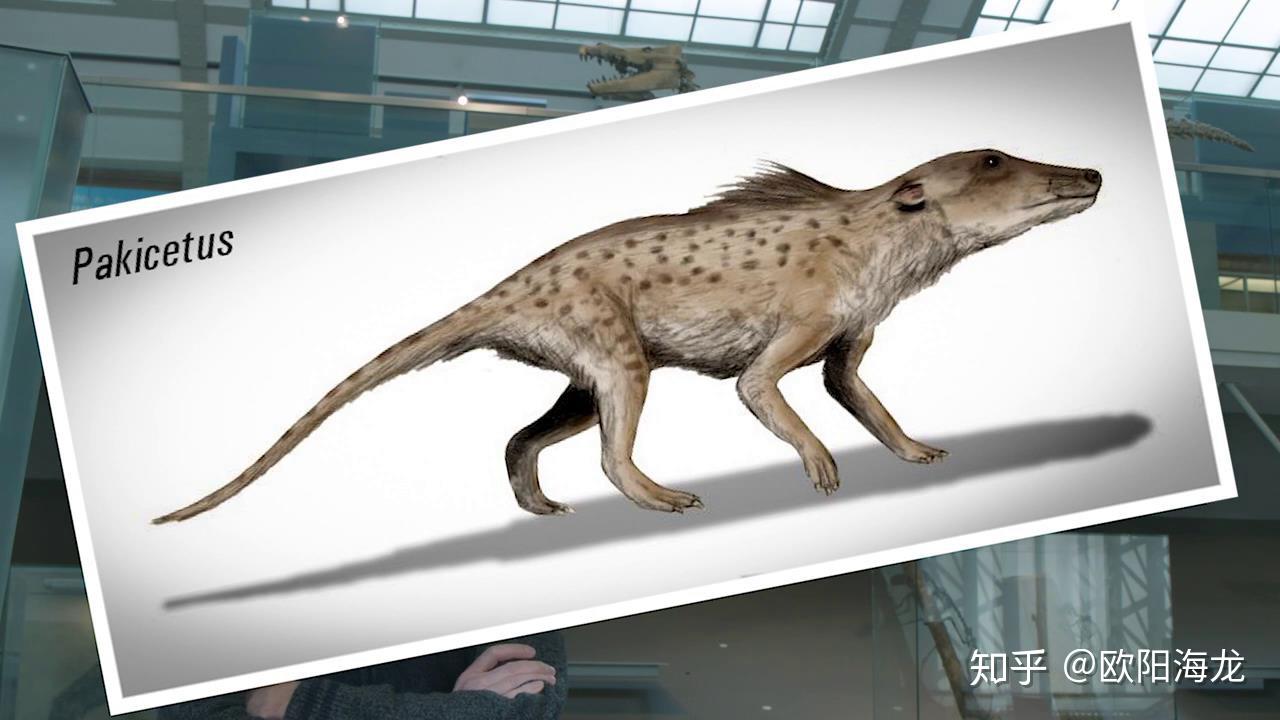 鲸鱼的祖先进化图 v2-68a4739158a5e7d8f36e25f98f549970_r.jpg