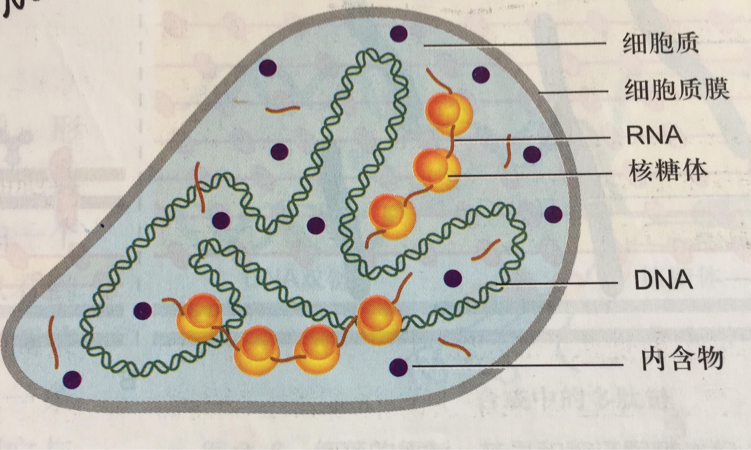 为什么说支原体是最小的细胞? - 知乎