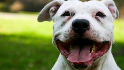 怎样才能快速的找到丢失的狗狗 v2-68ab78215e6f3eeb1d05706ee876fb04_1440w.jpg?source=172ae18b