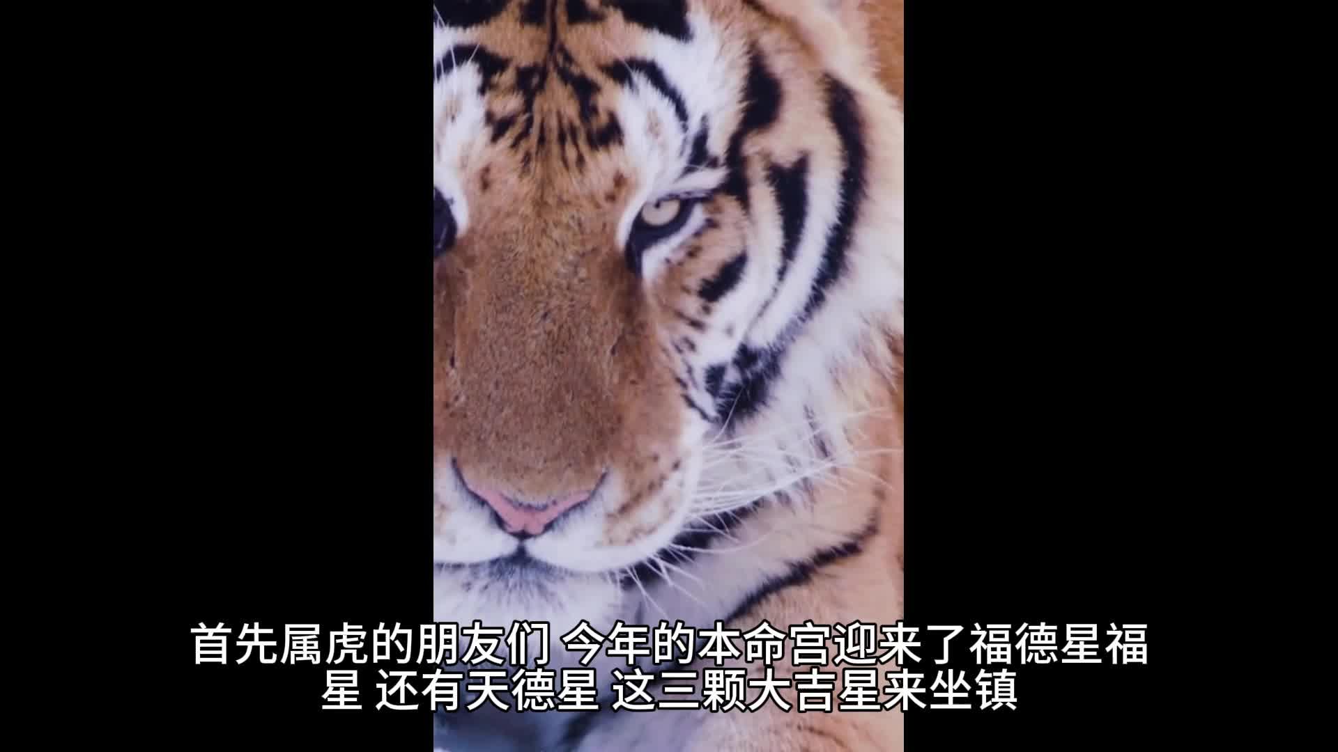 生肖运势预测2025虎(属虎2025年运势完整版)