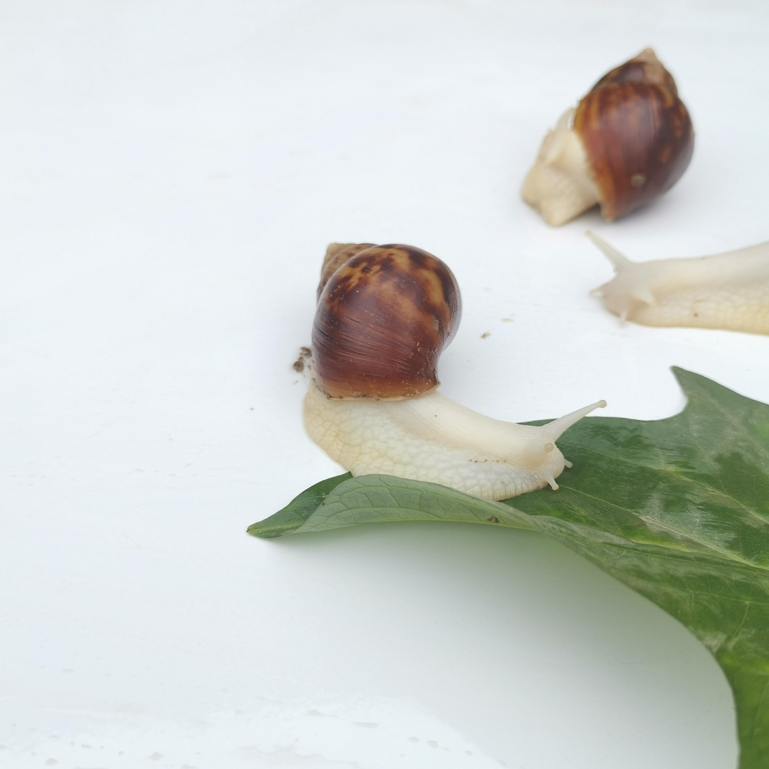 辉芮生物：详解白玉蜗牛的十种价值成分-搜狐大视野-搜狐新闻