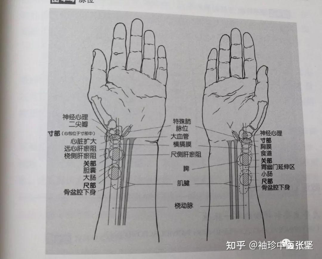 全息与中医收藏舌诊系列