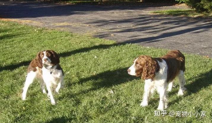 为什么想养“史宾格犬”的人多?养过的都懂,太好养了! - 知乎