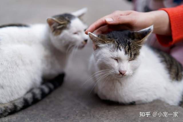 猫咪最“渴望”被摸的七个部位,你知道吗? - 知乎