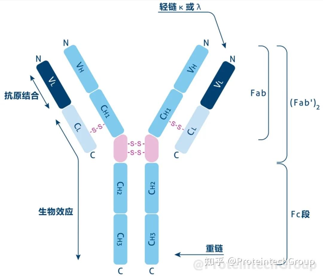 为什么IP/Co-IP结果中有明显杂带?这份自查指南请收好 - 知乎