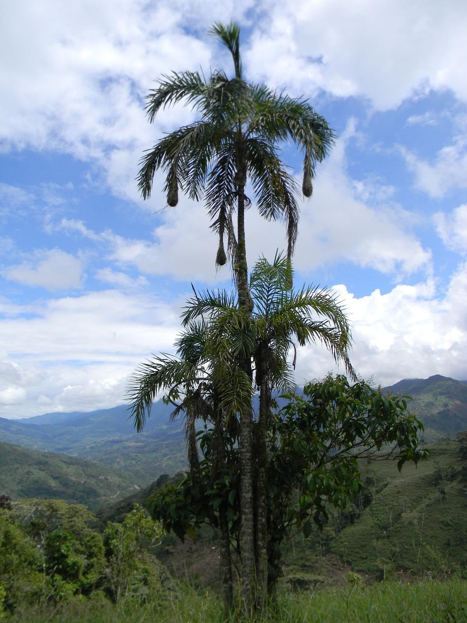 棠棣树如何繁殖