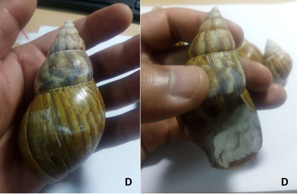 地球演义螺蛳壳里做道场