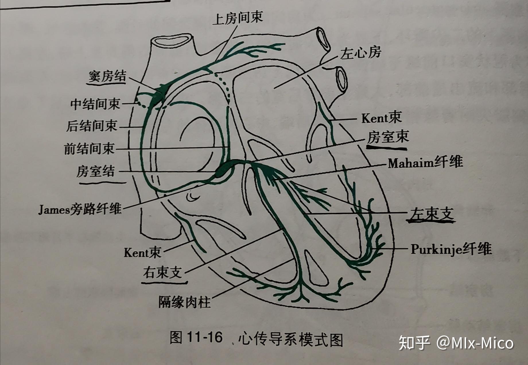 图1-3 心脏在纵隔内的位置——心脏投影-心脏外科基础图解-医学