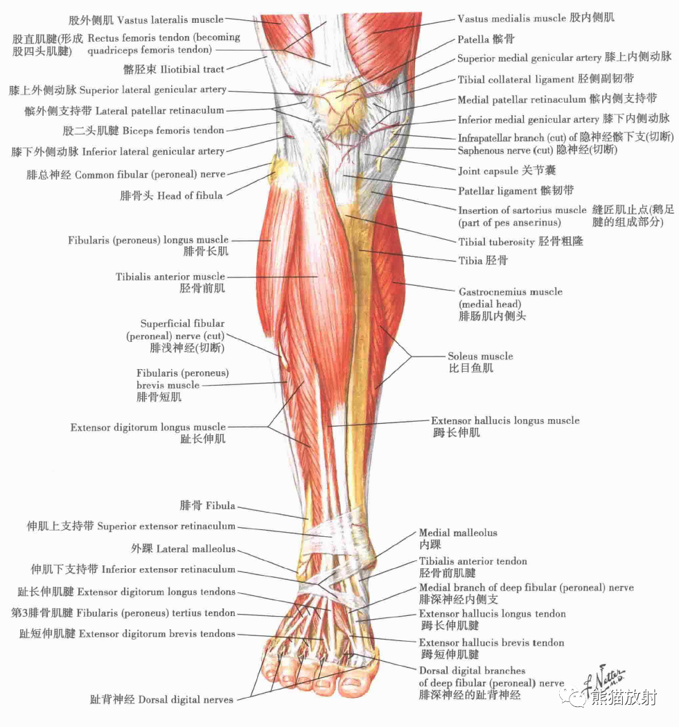 大腿横断面解剖图图片
