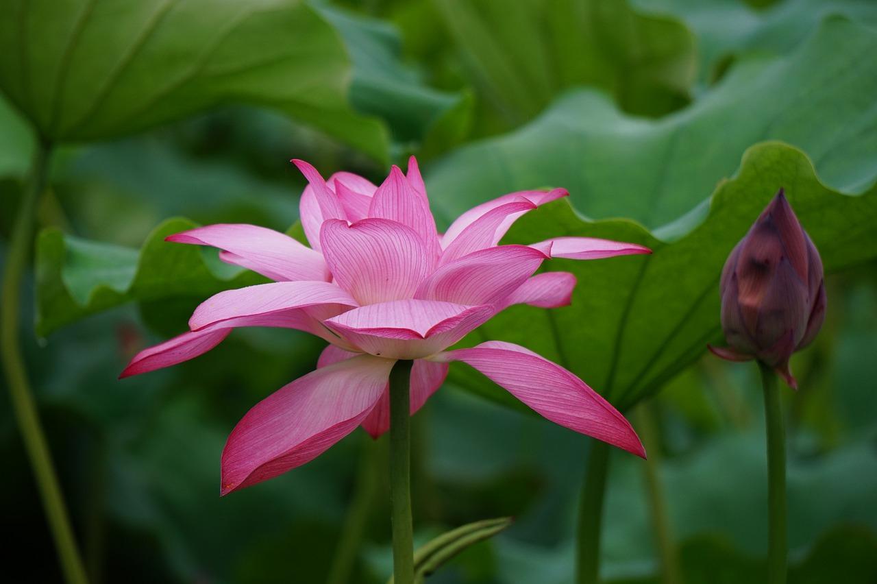 4. 莲花养护要点