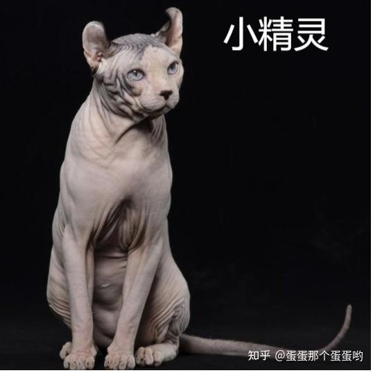 请问有没有推荐养的低敏猫