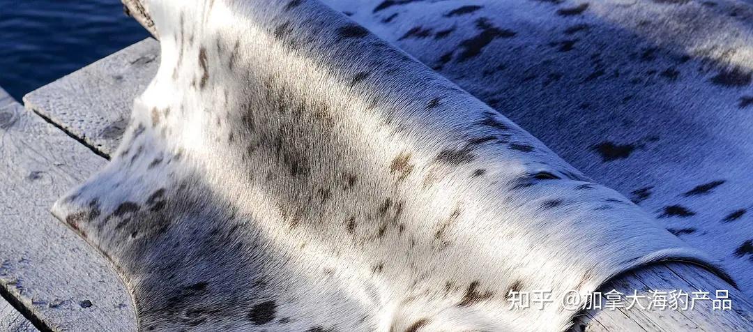 两种海豹皮有区别吗?