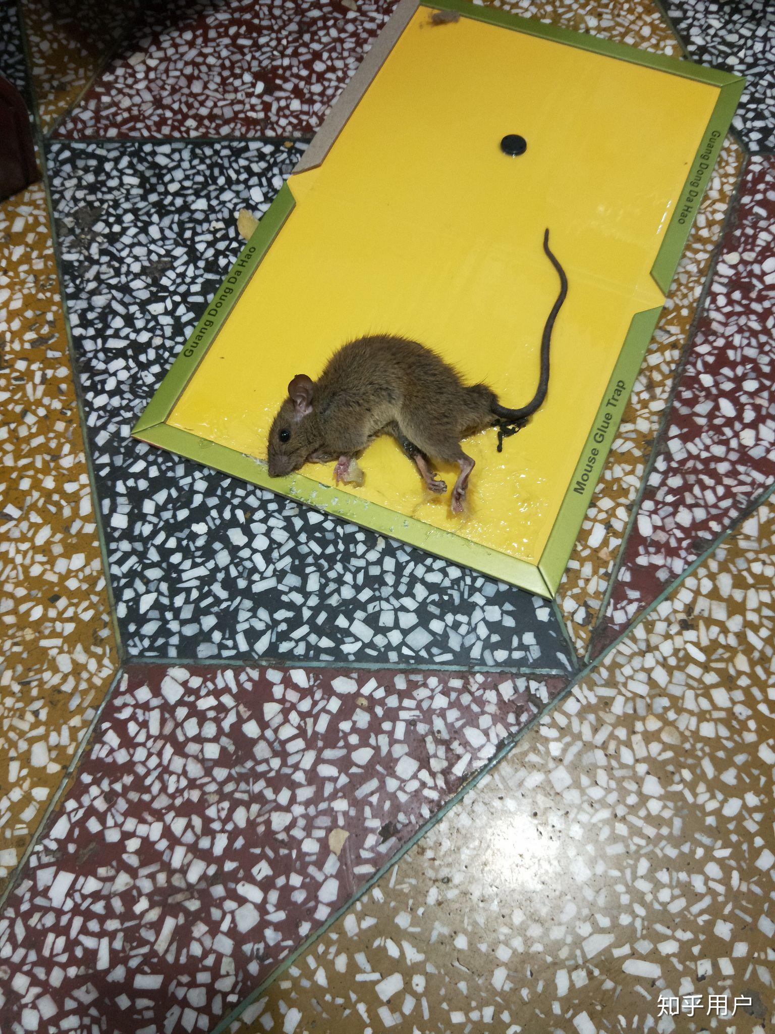 家里进了老鼠一直抓不到很烦怎么办