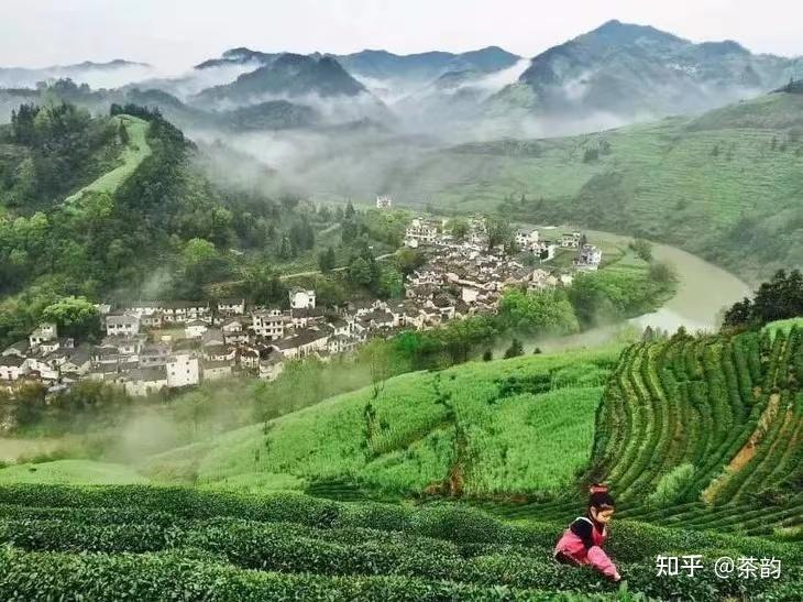 认识世界三大高香茶之祁门红茶—鲜醇浓厚,回味隽永 - 知乎