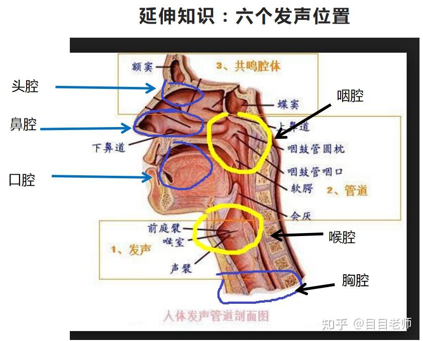 为什么我的"混声"唱起来像稍微强一点的假声? - 知乎