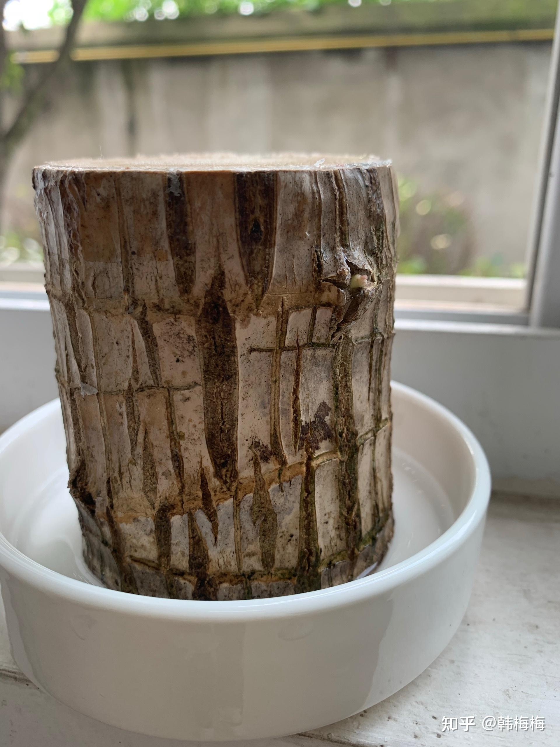 巴西木生长过程记录