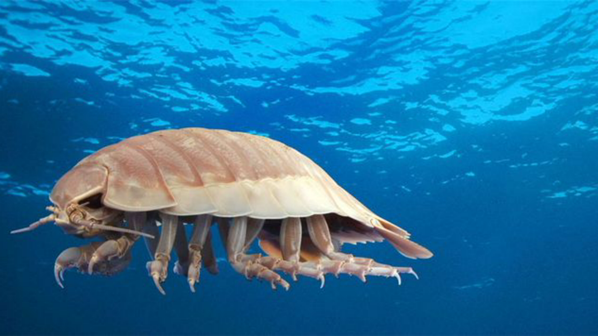 15 Most Bizarre And Shocking Underwater Creatures