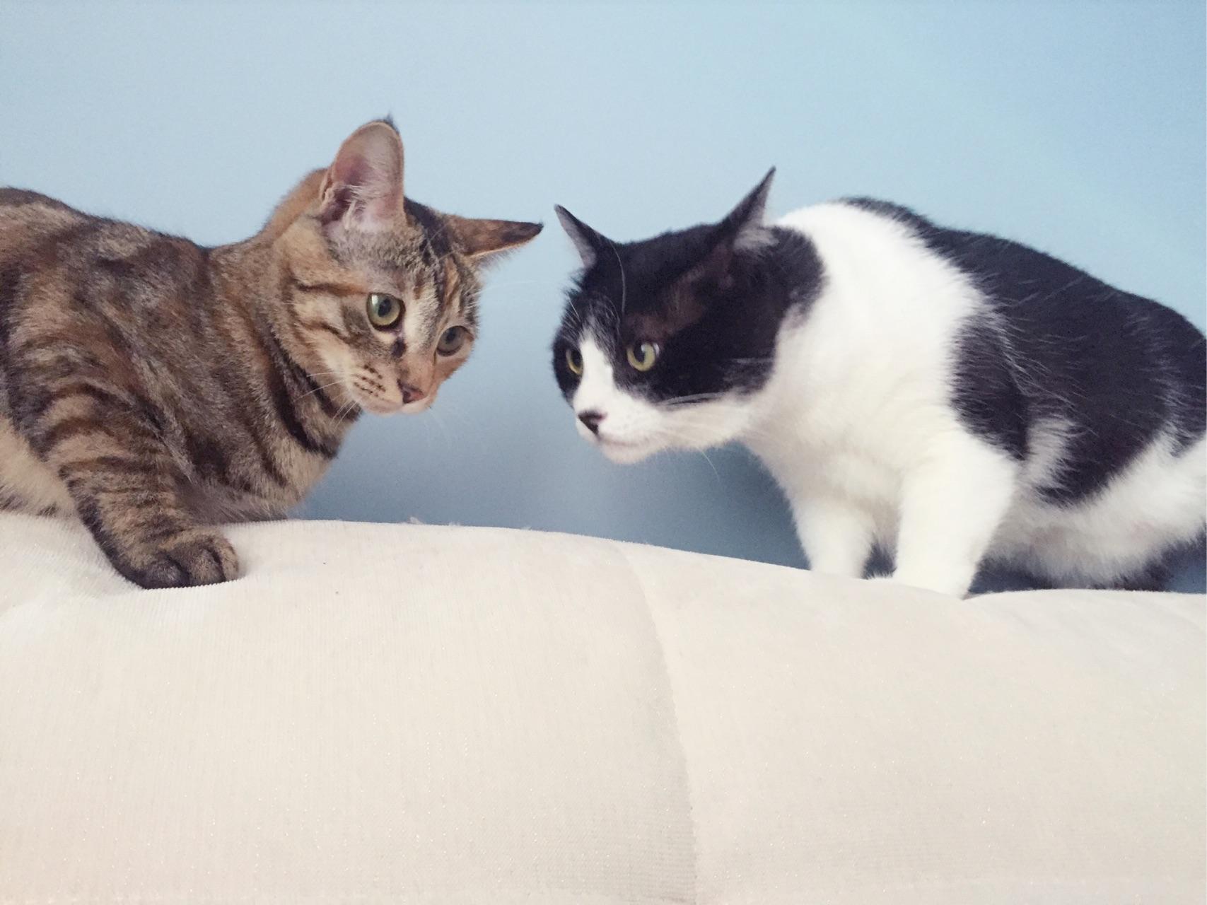 狸花猫聪明吗? - 不爱吃鱼的豆豆的回答